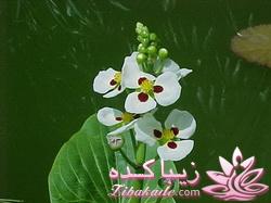 چه گلهايي را مشناسيم؟ 